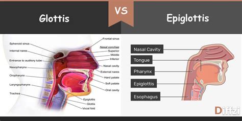 Epiglottis Meaning