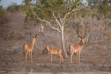 World’s rarest antelope, the hirola, flourishes under community ...