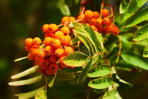 Mountain Ash Berries and Leafs Stock Photo - Image of flora, season ...