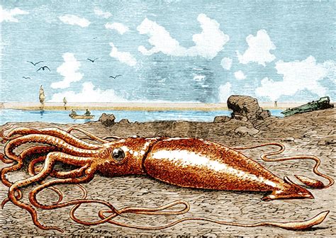 The giant squid: a short history - Australian Geographic