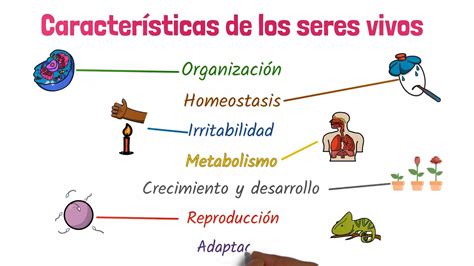 Características de los seres vivos - YouTube