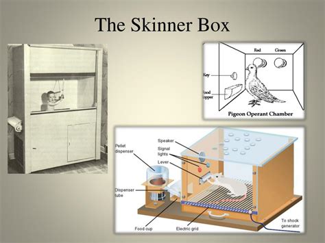 PPT - B.F.Skinner PowerPoint Presentation, free download - ID:1572445