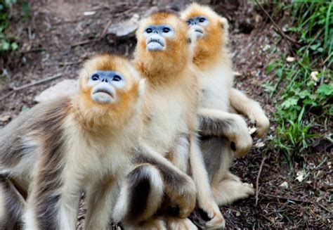 Golden Snub-nosed Monkey Facts, Habitat, Diet, Life Cycle, Baby, Pictures