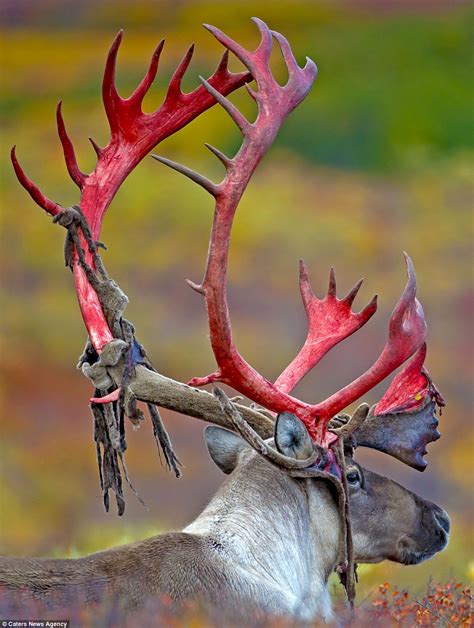 Stunning photos show a deer shedding it's velvet in Alaska | Daily Mail ...