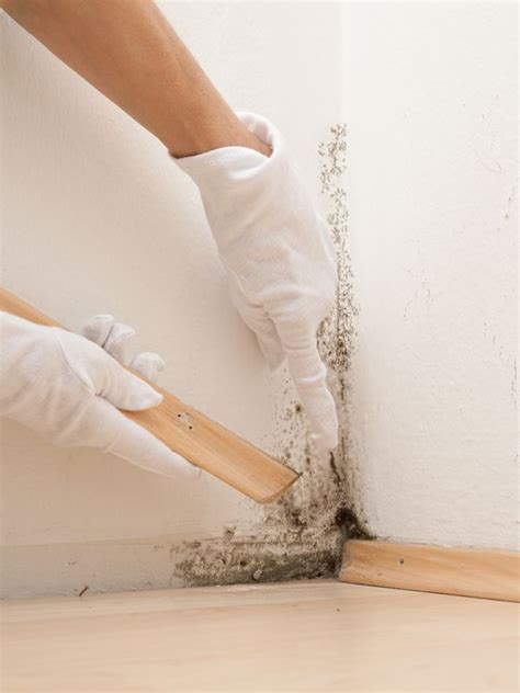 How to Test for Mold in Walls