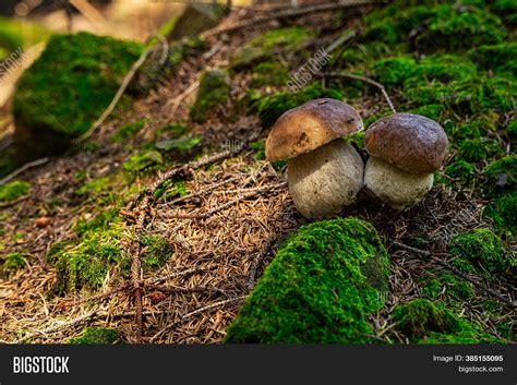 Porcini Mushroom Image & Photo (Free Trial) | Bigstock