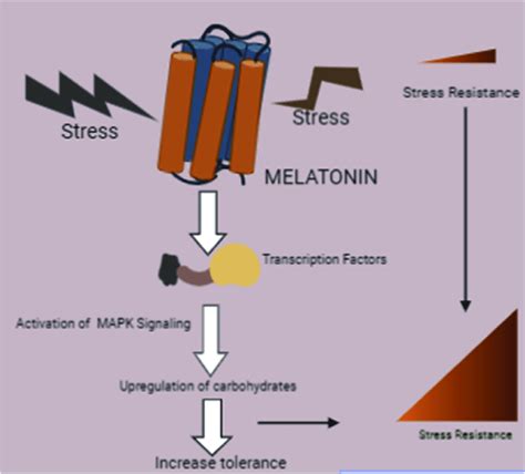 Mitogen-Activated Protein Kinase Pathways. The pathway describes an ...