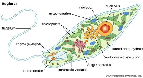 Euglena | Definition, Diagram, Movement, Classification, & Facts ...