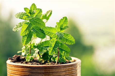 Medicinal Herbs You Can Grow | Reader's Digest