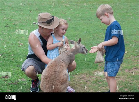 Children feeding Western Grey Kangaroo at Lone Pine Koala Sanctuary ...