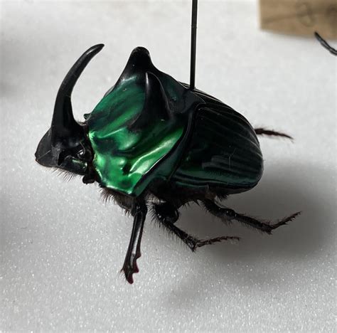 Green Rhino Beetle