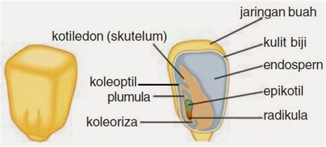 Struktur Biji Tumbuhan Dikotil dan Monokotil