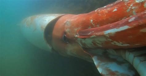 Giant Squid, Elusive Creature of the Deep, Gets a Vivid Close-Up - The ...