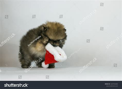 Pomeranian Baby Posing White Studio Background Stock Photo 1607534284 ...