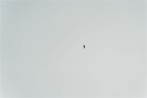 Silhouette of Grass Under White Sky · Free Stock Photo