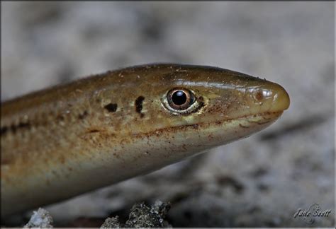 Island Glass Lizard (Ophisaurus compressus) | Island Glass L… | Flickr