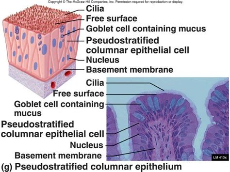 Stratified Columnar Epithelium Diagram World Of Reference