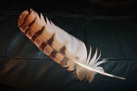 Great Horned Owl Feathers