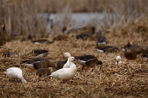 MIGRATING GEESE, STILL COMING THROUGH — ANDREAS EXNER • I M A G E S