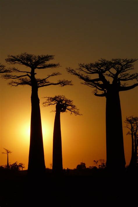 Baobab tree, African sunset, Baobab