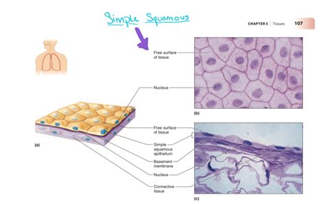 Stratified Squamous Epithelium Slide Labeled