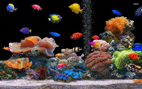 Aquarium Live Wallpaper For PC (55+ images)