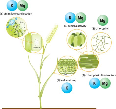 Chlorophyll In Plants Diagram