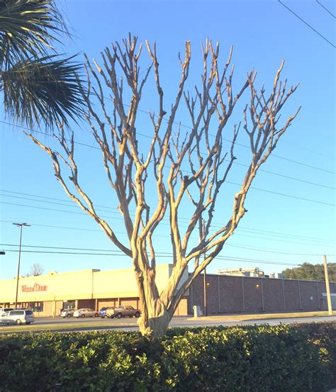 Properly Prune Your Crape Myrtle for a Single Stem, Multi Stem or ...