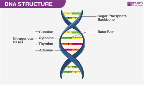 Properties of DNA