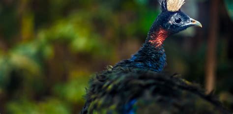 Congo peafowl - ZOO Science