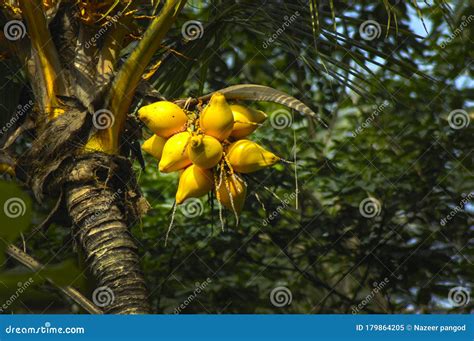 Coconut view from a farm stock image. Image of ways - 179864205