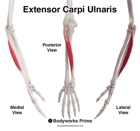 Extensor Carpi Ulnaris Muscle Anatomy - Bodyworks Prime