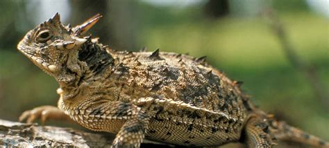 Far West Texas Wildlife Trail — Texas Parks & Wildlife Department