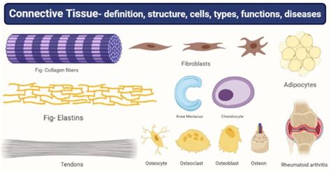 Connective Tissue: Structure, Cells, Types, Functions, Diseases