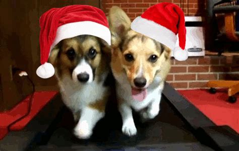 11 Thoughts Your Pets Have During The Christmas Season