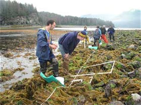 Quadrat Sampling | Census of Marine Life