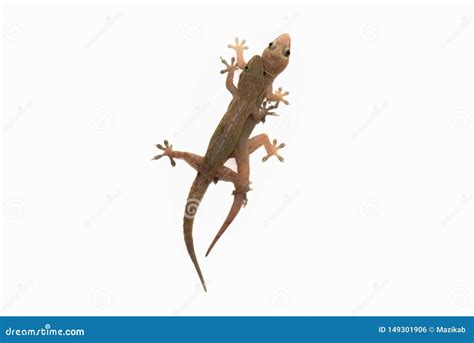 Lizards are breeding stock photo. Image of mating, brown - 149301906