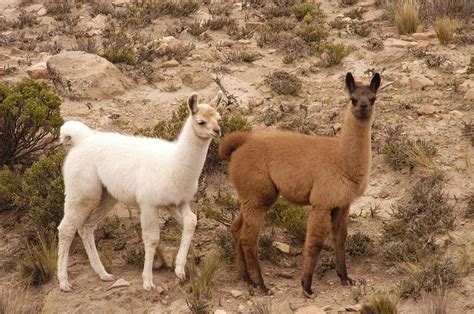 Baby Llamas Photograph by Linda Nordquist