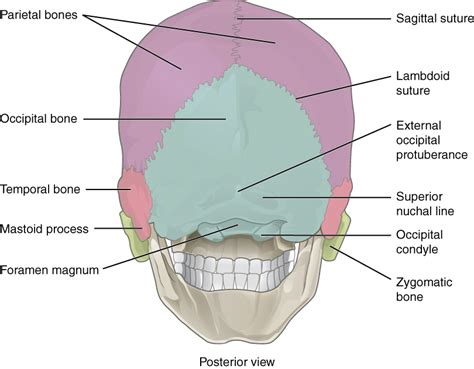 7.2 The Skull – Anatomy and Physiology