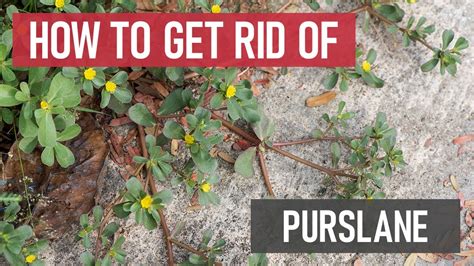 How to Get Rid of Purslane [Weed Management] - YouTube