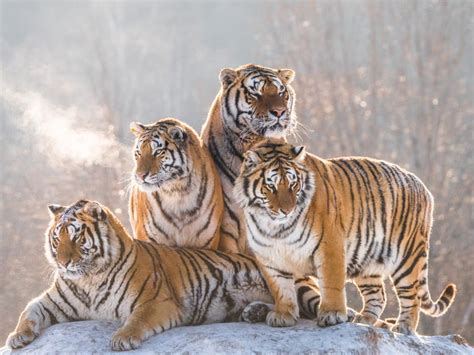 Types of Tigers: Top 10 Tiger Species with Pictures and Facts!