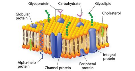 Membrane Carbohydrates: Types, Structure, Functions