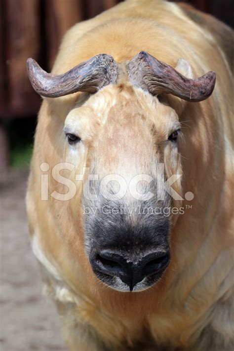 Takin, Thimphu, Bhutan Stock Photo | Royalty-Free | FreeImages