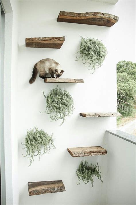 6 Climbing Walls Your Cat Will Love | Smack Bang Blog