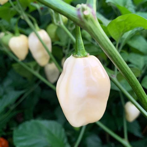 Fresh White Bhut Ghost Peppers