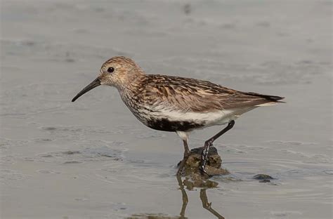 harbour Update - posted 09/08/21 - Birds of Poole Harbour