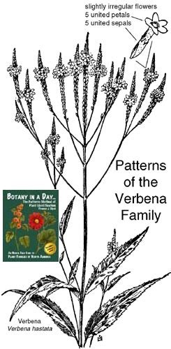 Verbenaceae: Verbena Family. Identify plants, flowers, shrubs, and trees.