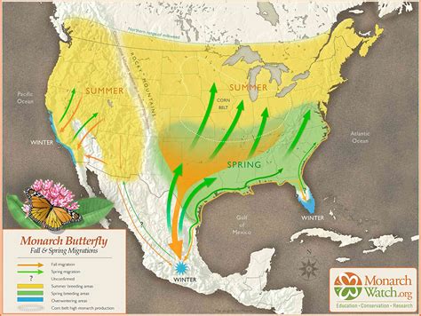 Monarch butterflies at risk | Nerds Unbound