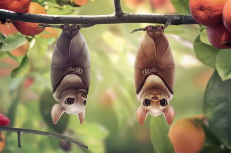 Cute Bat Wallpapers - 4k, HD Cute Bat Backgrounds on WallpaperBat