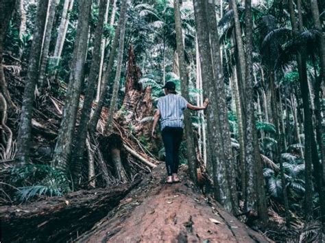 Favourite walking tracks in Mount Tamborine National Park | More here ...